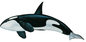 Killer whale PNG-71279